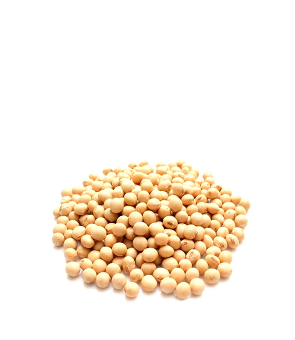 Legumi, cereali e frutta secca : Soia gialla or: Canada (per germogli) da 25  Kg